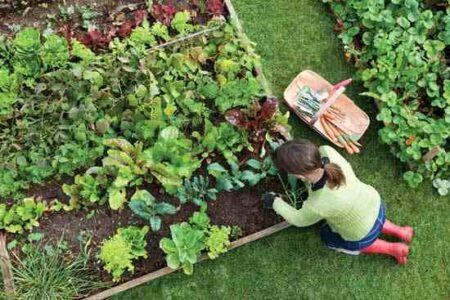 Most Nutritious Crop Varieties Image